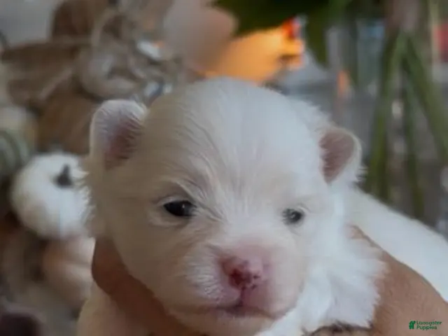 Pomeranian dogs for sale: Girl - Ad 2