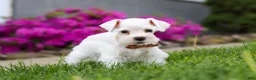 Miniature Schnauzer dogs for sale: Wilbur - Ad 5