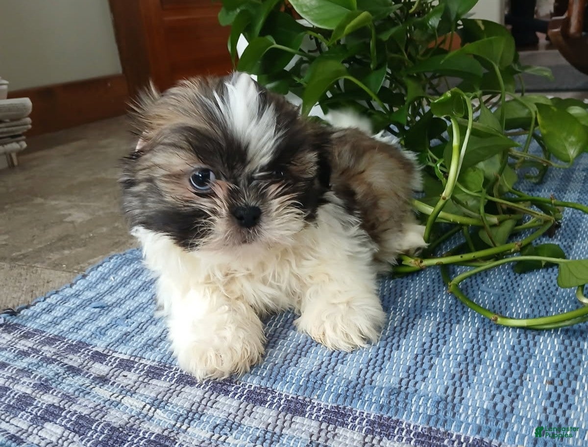 Shih Tzu dogs Rocco - Ad 23