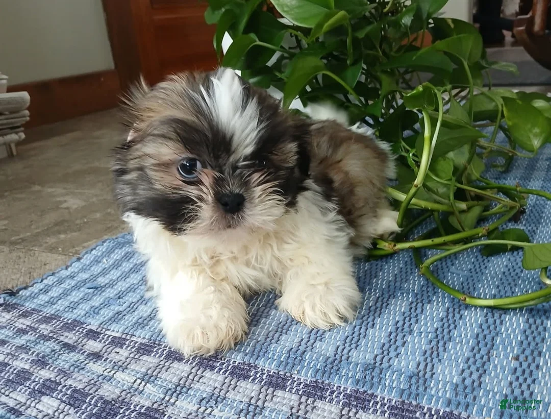 Shih Tzu dogs for sale: Rocco - Ad 1