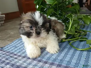 Shih Tzu dogs Rocco - Ad 23