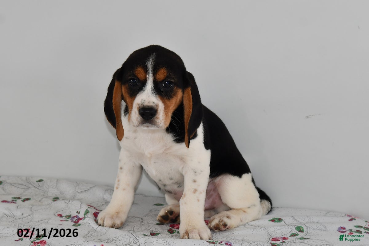 Beagle dogs Buster - Ad 34