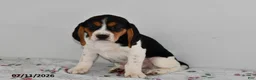 Beagle dogs for sale: Buster - Ad 1