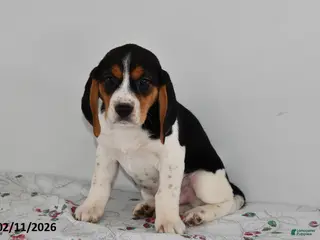 Beagle dogs Buster - Ad 34