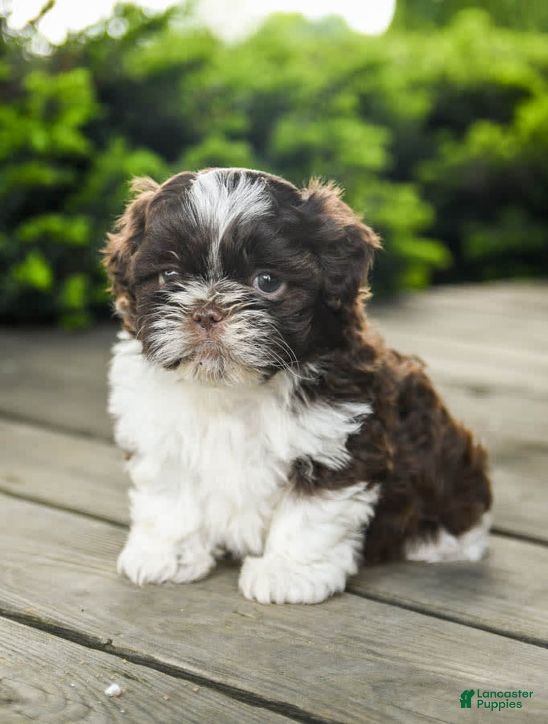 Gallery Image {{count}}