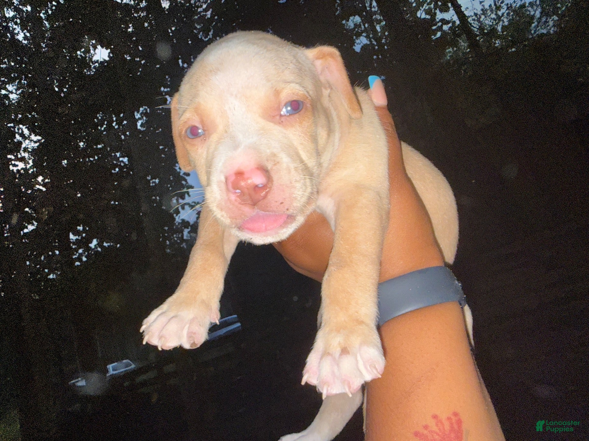 American Pit Bull Terrier dogs American Pit Bull Terrier 6 - Ad 1
