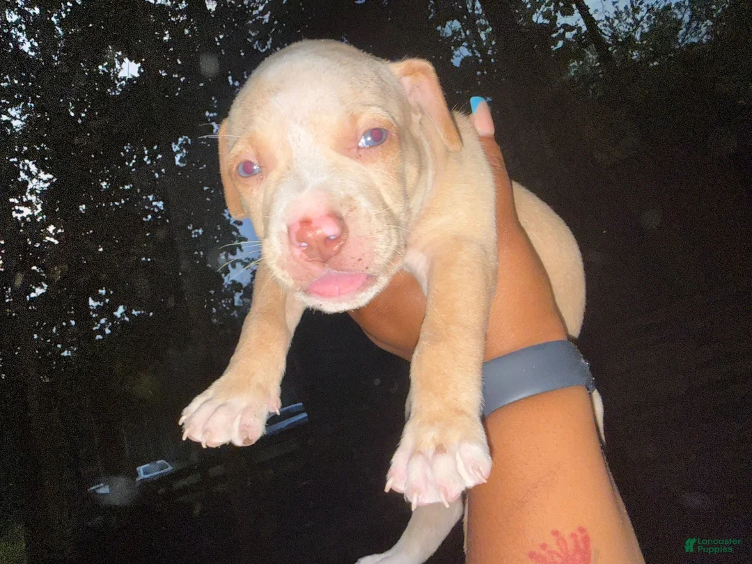 American Pit Bull Terrier dogs for sale: American Pit Bull Terrier 6 - Ad 1