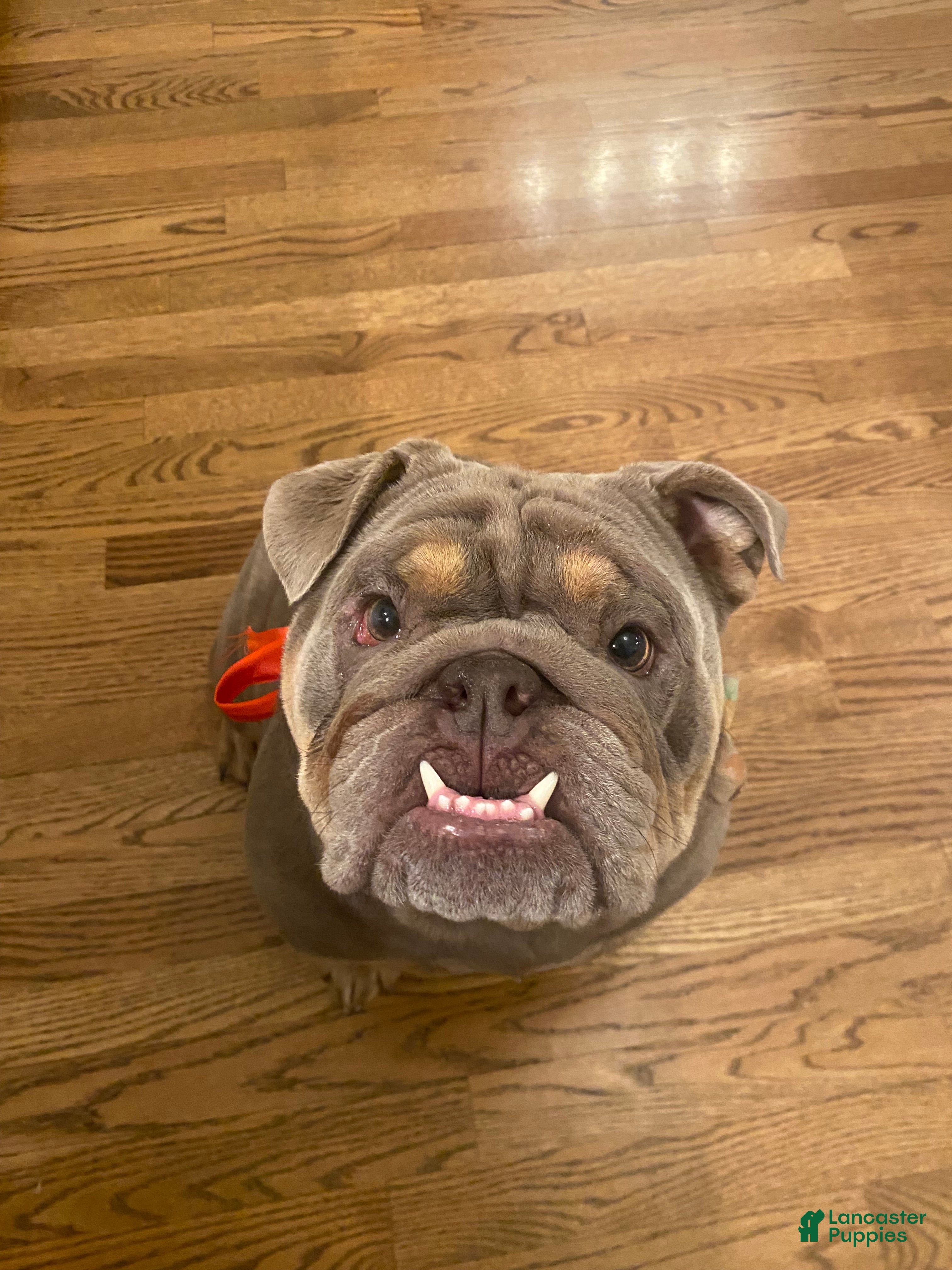 English Bulldog dogs Full suit lilac tri English Bulldog Mochi  - Ad 22