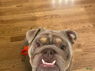 English Bulldog dogs Full suit lilac tri English Bulldog Mochi - Ad 22