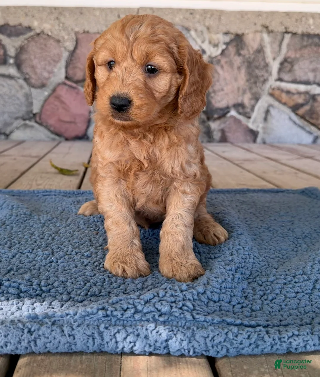 Mini Goldendoodle dogs for sale: Bud - Ad 2