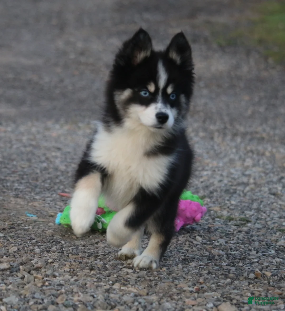 Pomsky dogs for sale: Sawyer - Ad 2