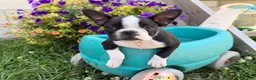 Boston Terrier dogs for sale: Clifford - Ad 3
