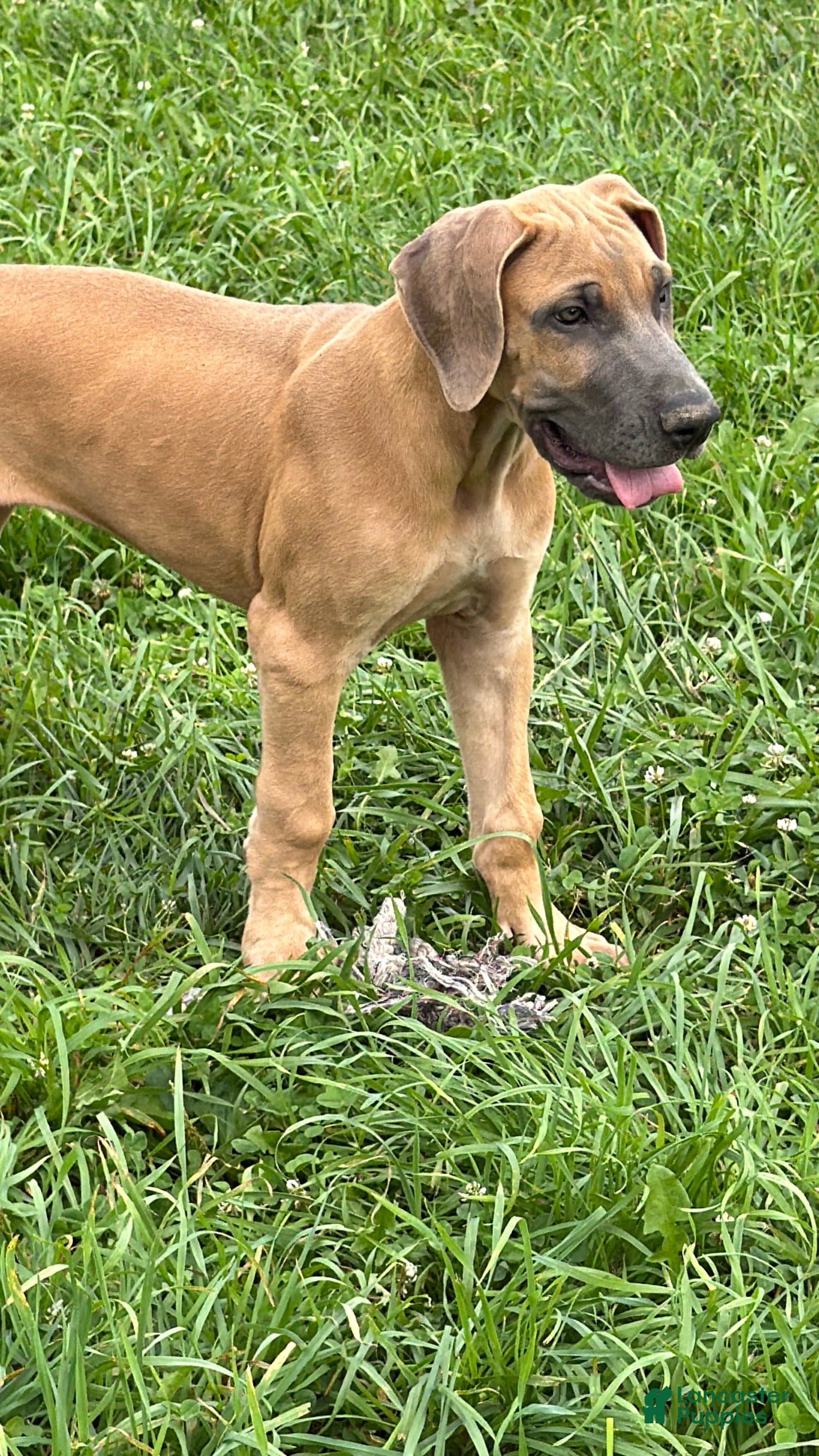 Great Dane dogs Patience Great Dane  - Ad 2