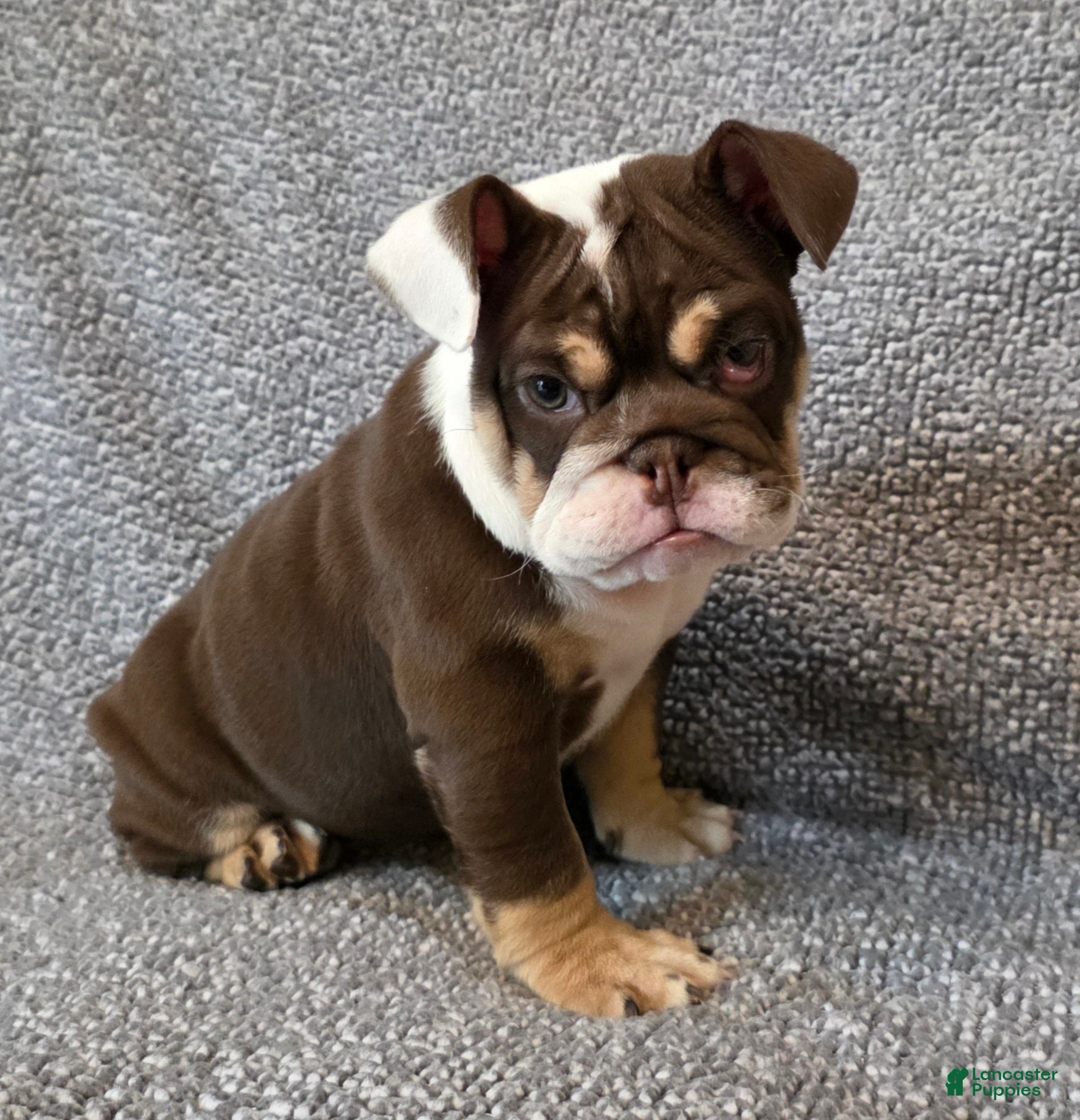 English Bulldog dogs AKC Bailey - Ad 1