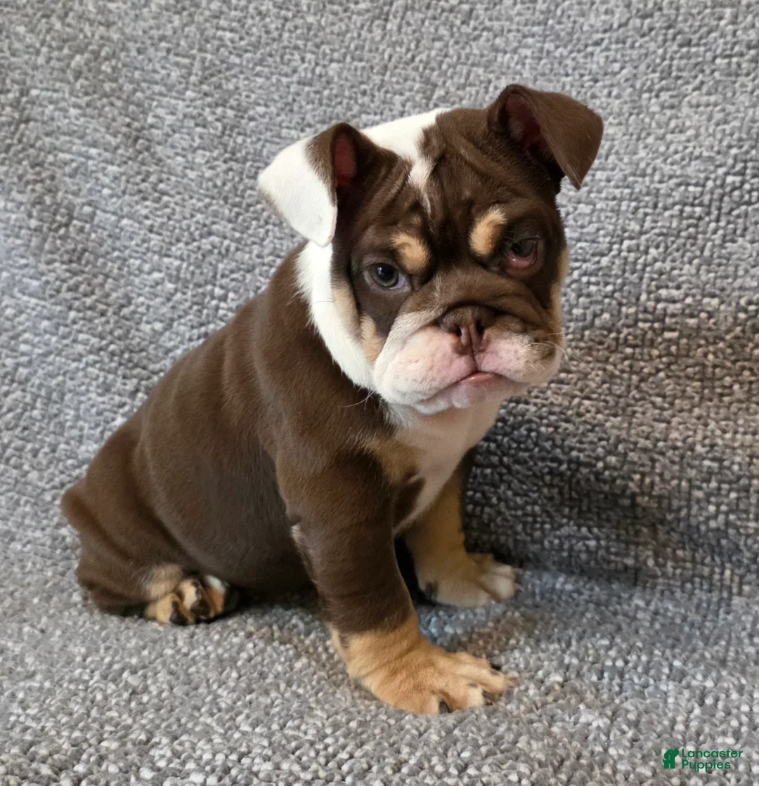 English Bulldog dogs for sale: AKC Bailey - Ad 1