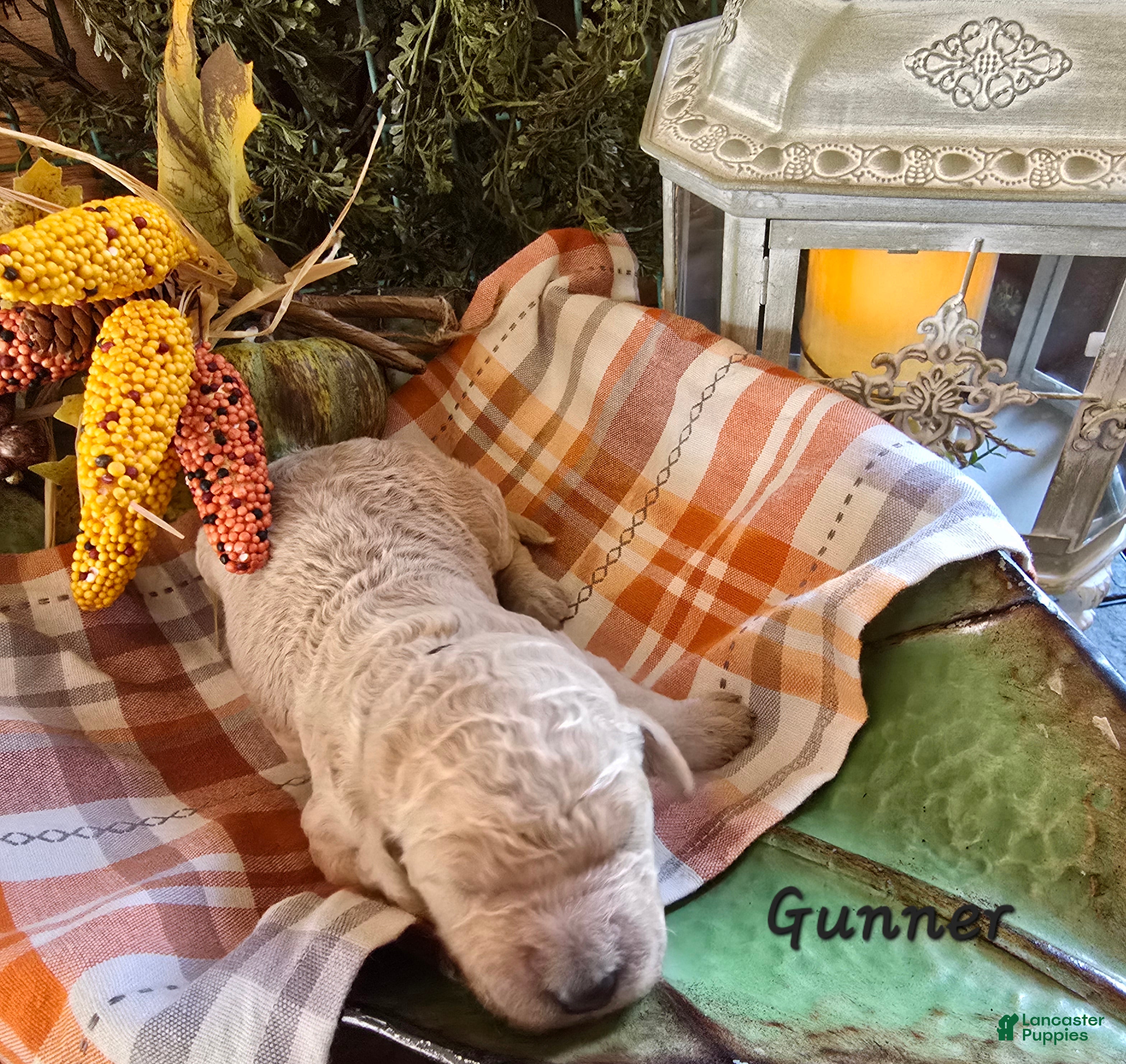 Goldendoodle dogs for sale: Mini Goldendoodle 7 - Ad 38