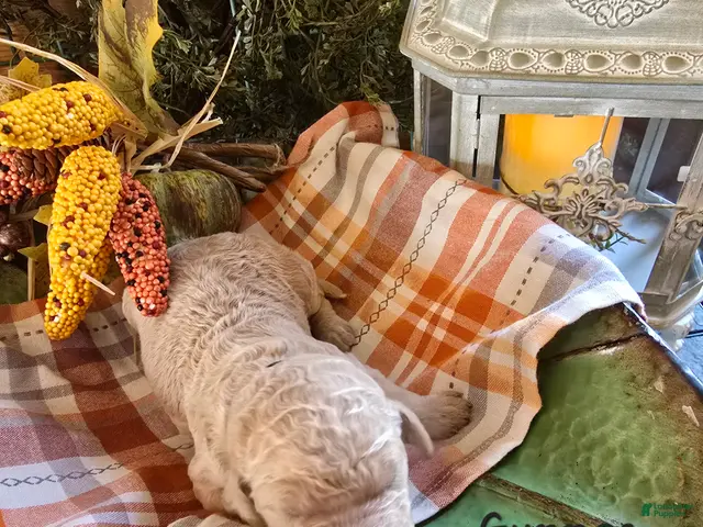 Goldendoodle dogs for sale: Mini Goldendoodle 7 - Ad 38