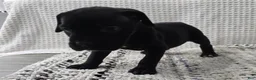 Cane Corso dogs for sale: Cane Corso 4 - Ad 3