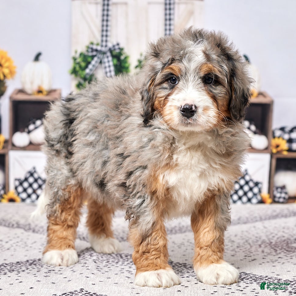 Mini Bernedoodle dogs Reggie - Ad 41