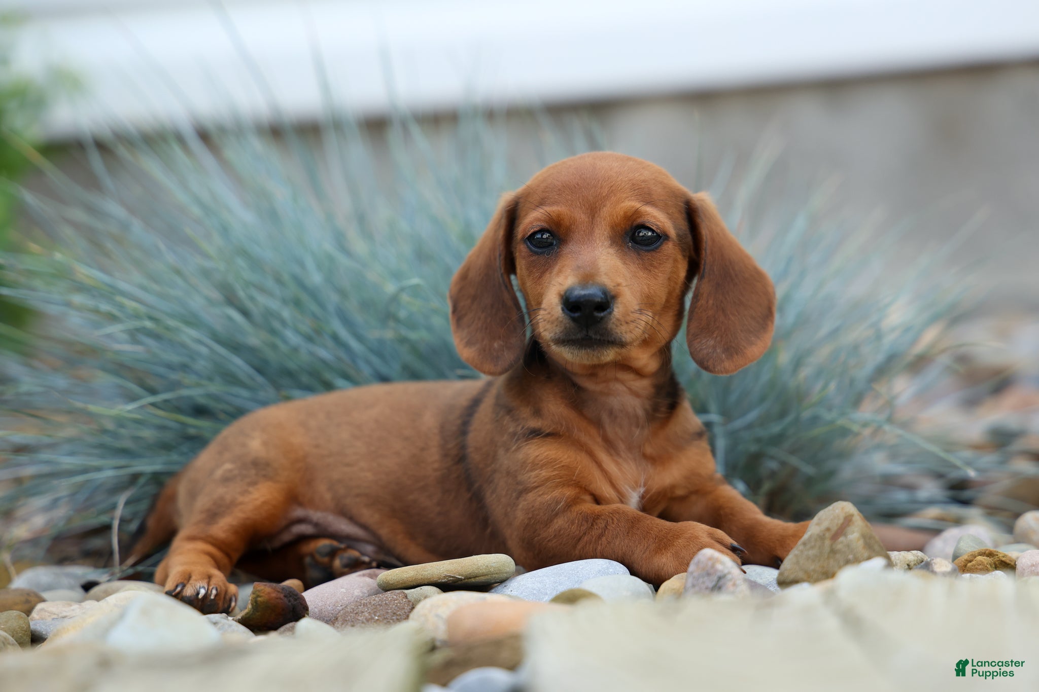 Miniature Dachshund dogs Tyson 💙 - Ad 2