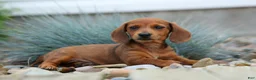 Miniature Dachshund dogs for sale: Tyson 💙 - Ad 5