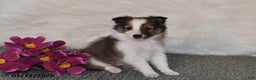 Shetland Sheepdog dogs for sale: Silas - Ad 4