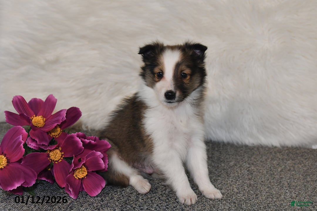Shetland Sheepdog dogs for sale: Silas - Ad 4