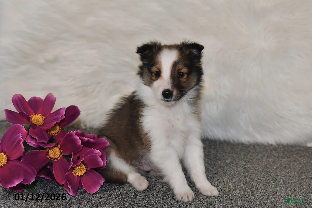 Shetland Sheepdog dogs for sale: Silas - Ad 4