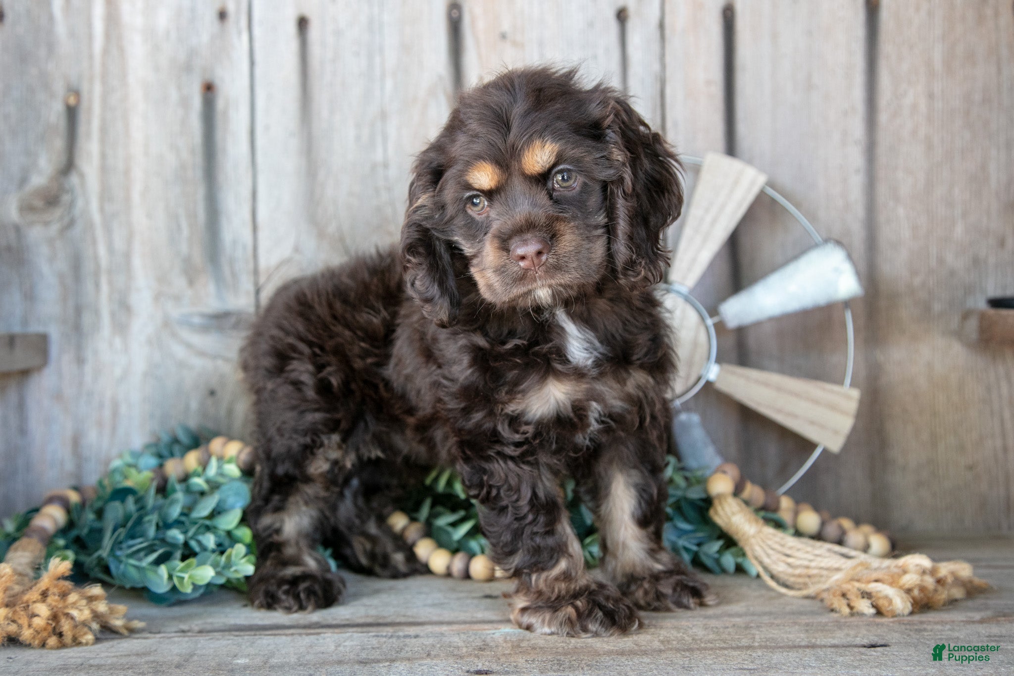 Cocker Spaniel dogs Daisy - Ad 1