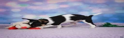 Chihuahua dogs for sale: OSA - Ad 4