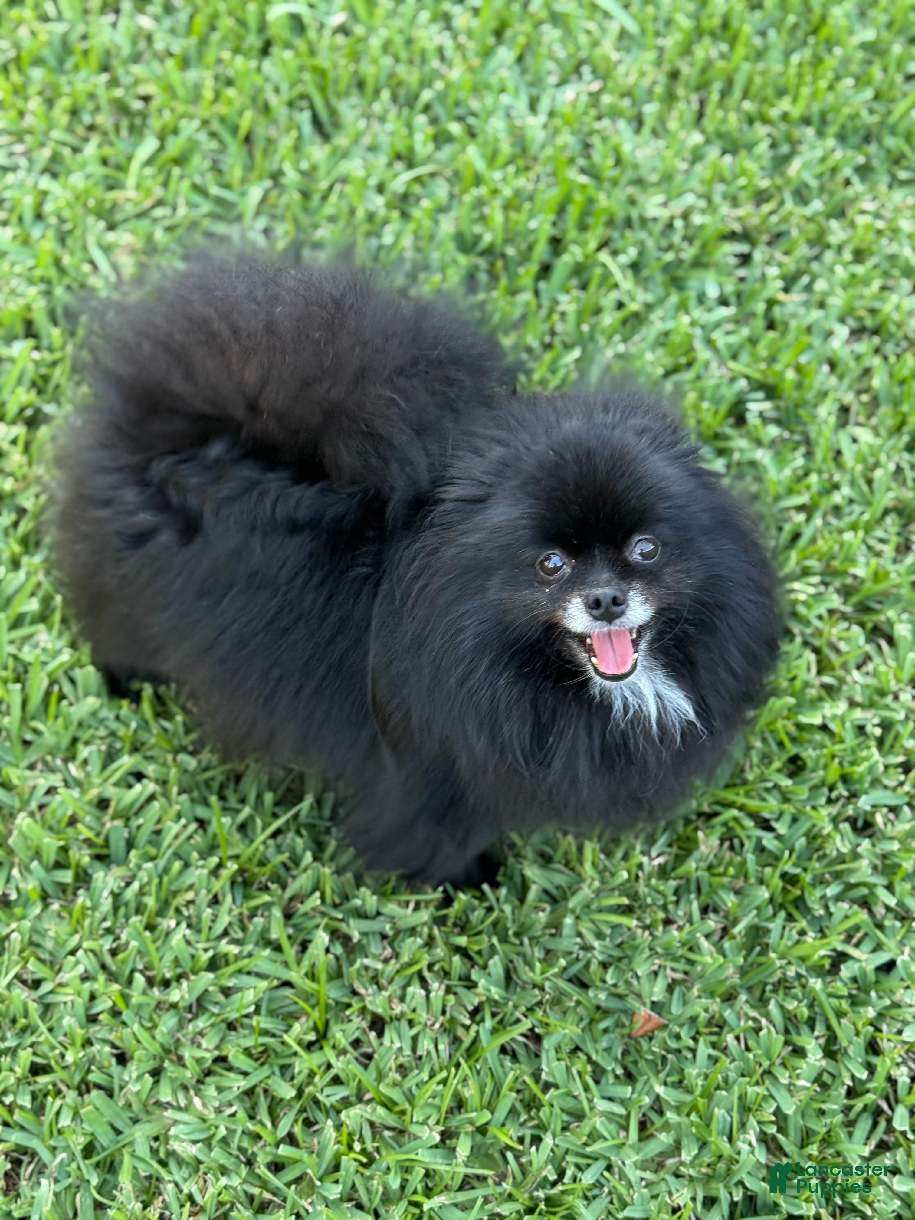 Ella