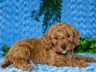 Cavapoo dogs for sale: Cavapoo Puppy 2 - Ad 1