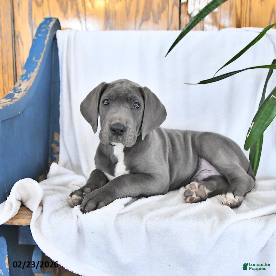 Great Dane dogs Caesar - Ad 2