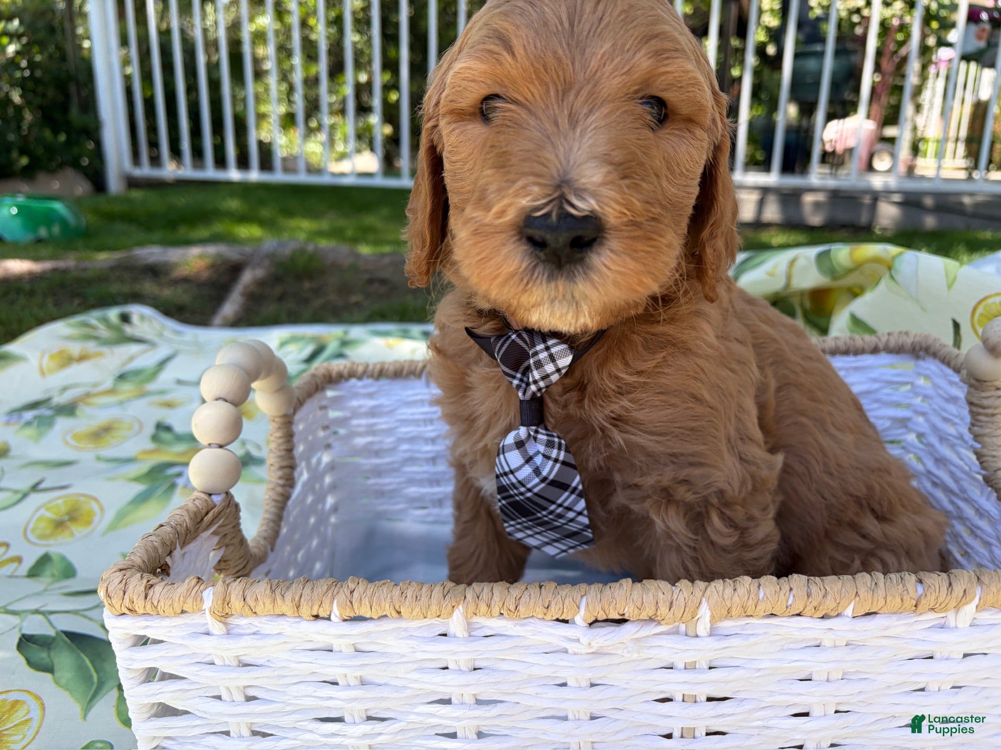 Goldendoodle dogs Potato - Ad 19