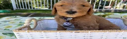 Goldendoodle dogs for sale: Potato - Ad 1