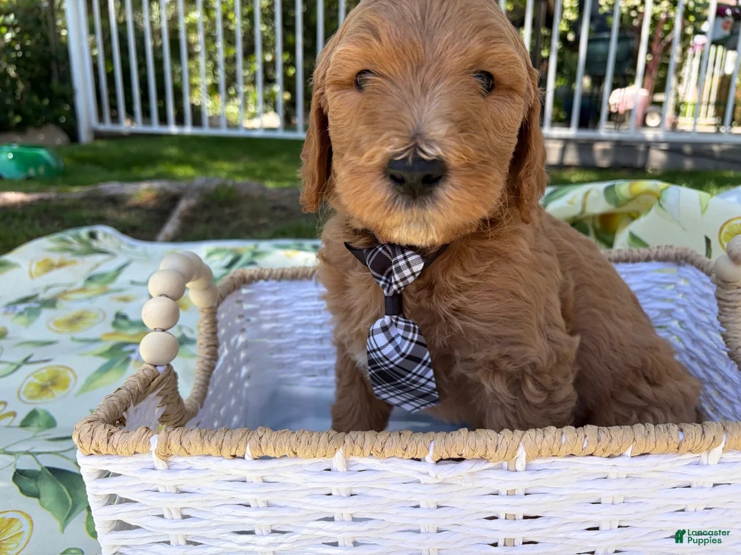 Goldendoodle dogs for sale: Potato - Ad 1