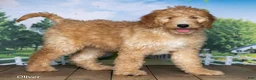 Goldendoodle dogs for sale: Oliver - Ad 3