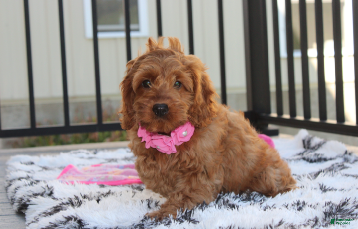 Cockapoo dogs Lyra - Ad 2