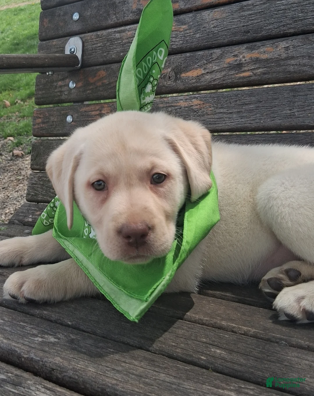 Labrador Retriever dogs for sale: Katy - Ad 4