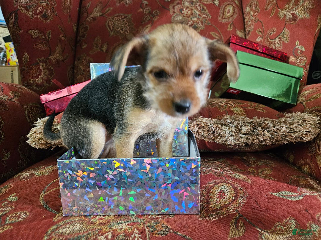 Chorkie dogs for sale: Dove - Ad 6