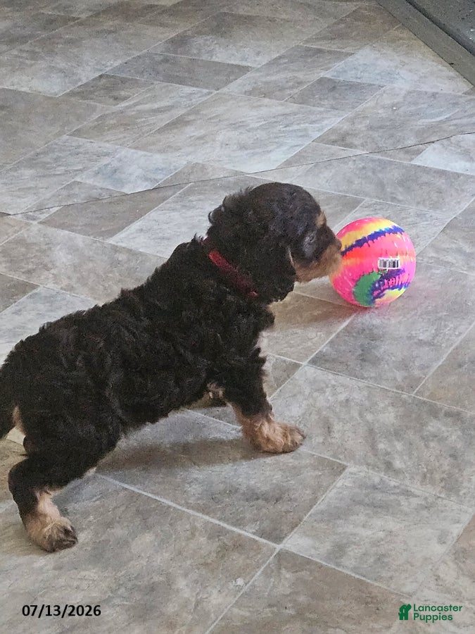 Cavapoo dogs Gloria - Ad 2