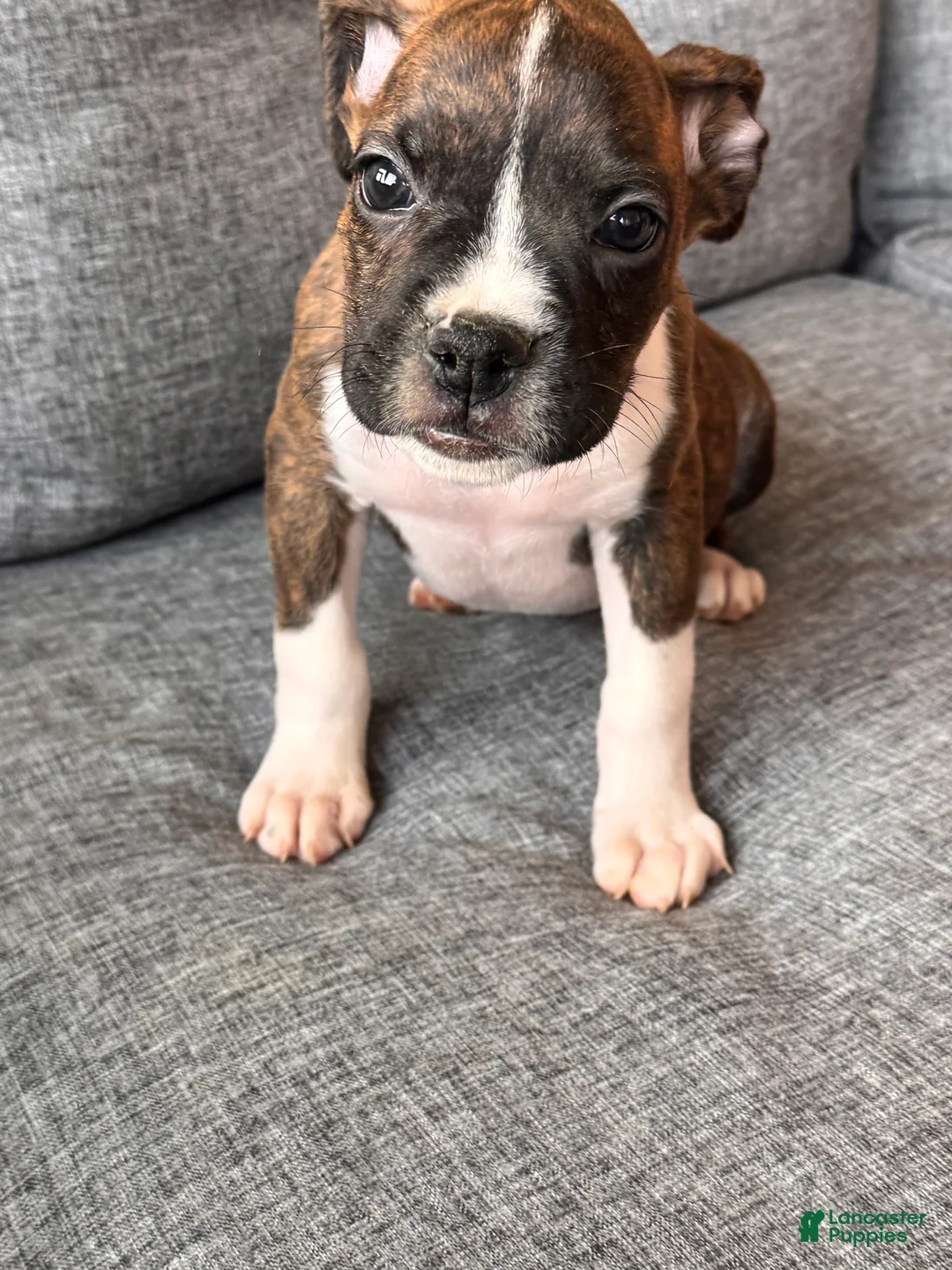 Boxer dogs for sale: Midnight - Ad 1