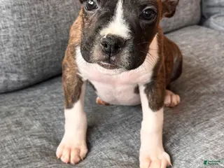 Boxer dogs for sale: Midnight - Ad 1