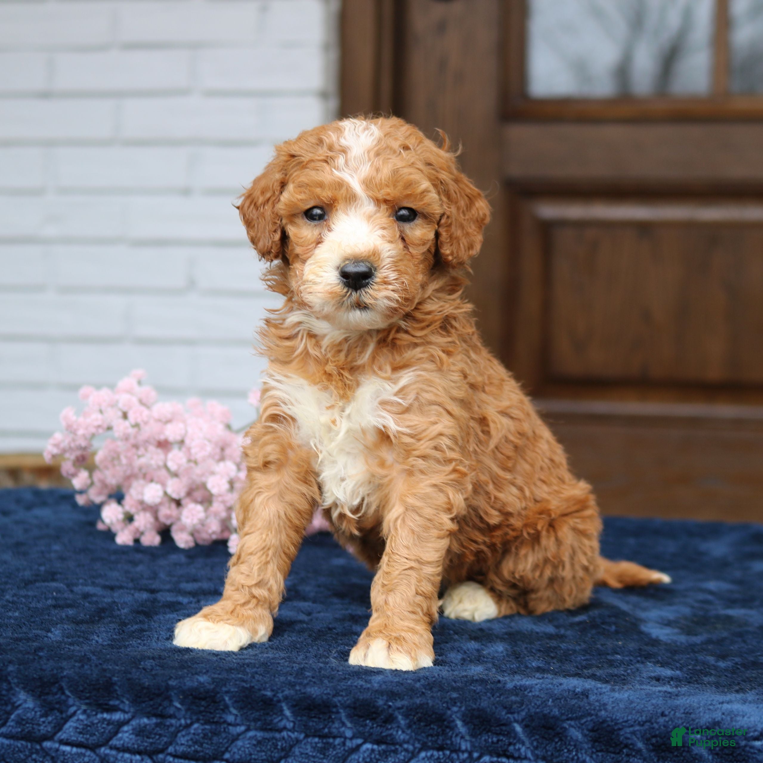 Mini Goldendoodle dogs Everly  - Ad 1