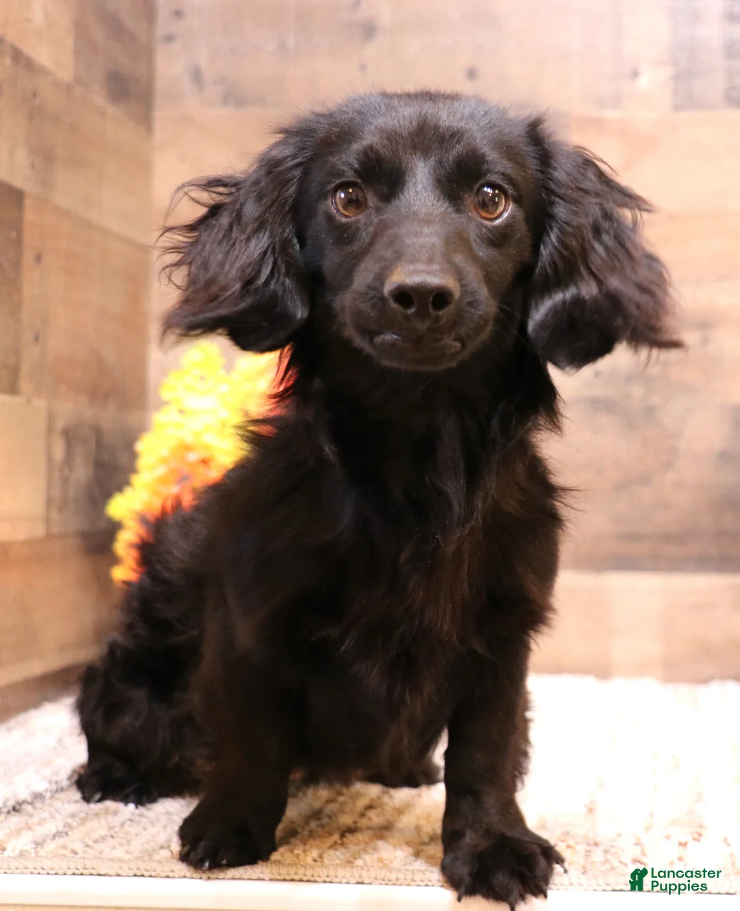 Miniature Dachshund dogs for sale: Blaze if a red smooth male - Ad 2
