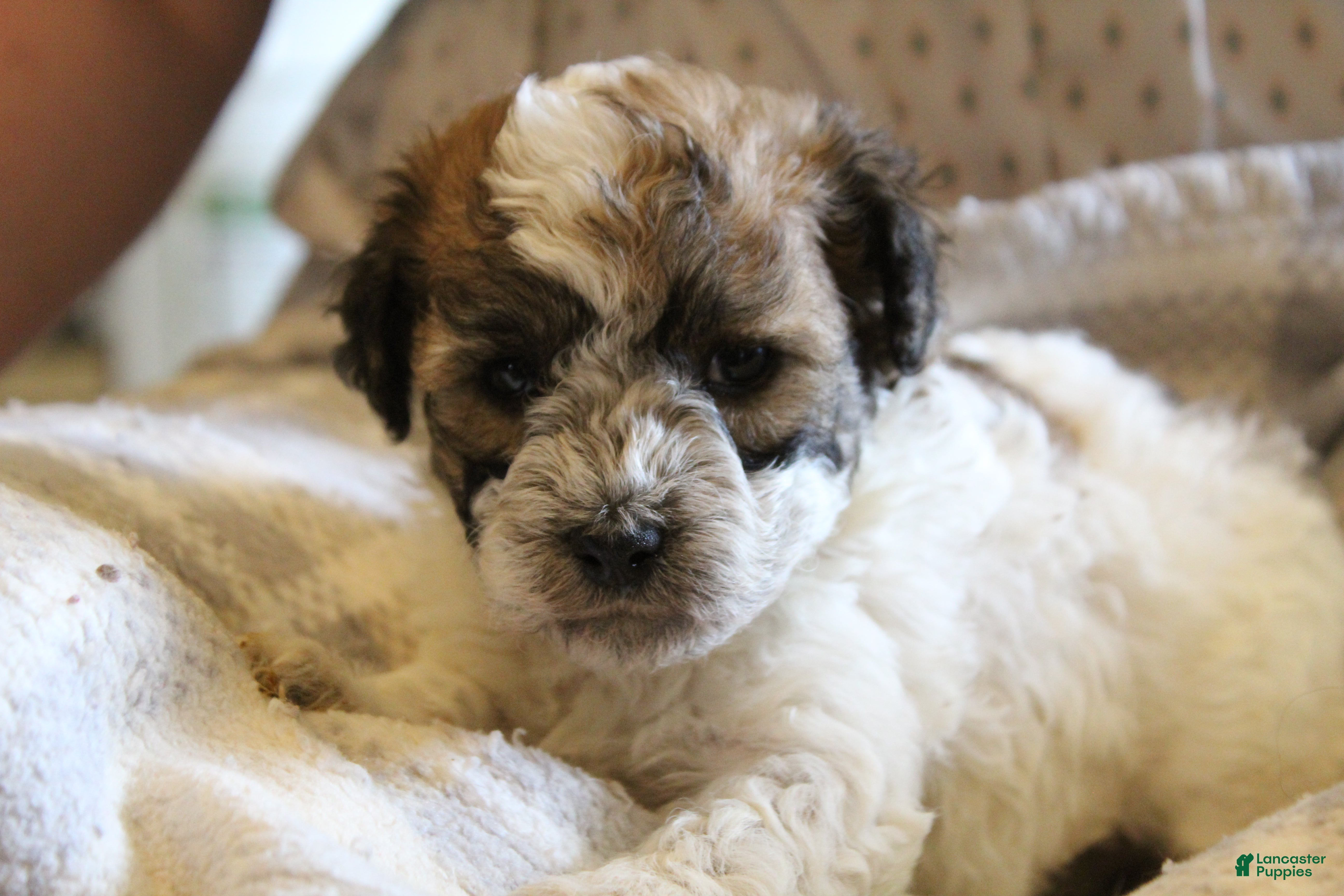 Havapoo dogs Mia - Ad 1