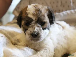 Havapoo dogs for sale: Mia - Ad 2