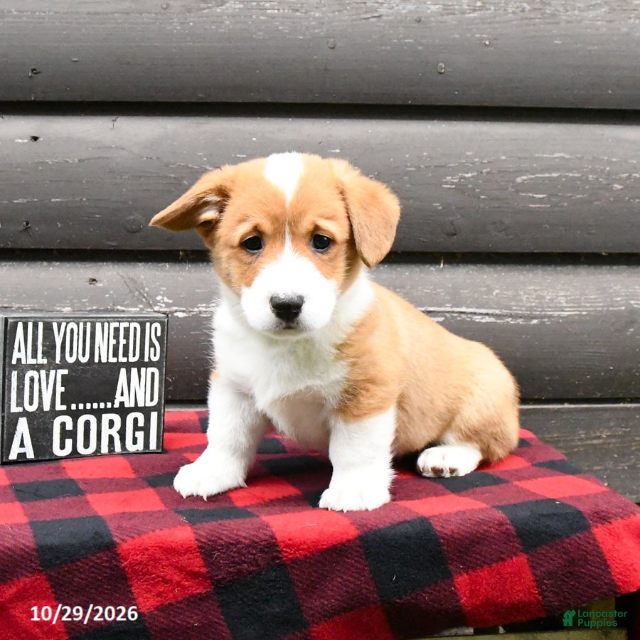 Welsh Corgi Pembroke dogs for sale: Merle - Ad 2