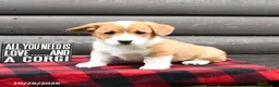 Welsh Corgi Pembroke dogs for sale: Merle - Ad 2