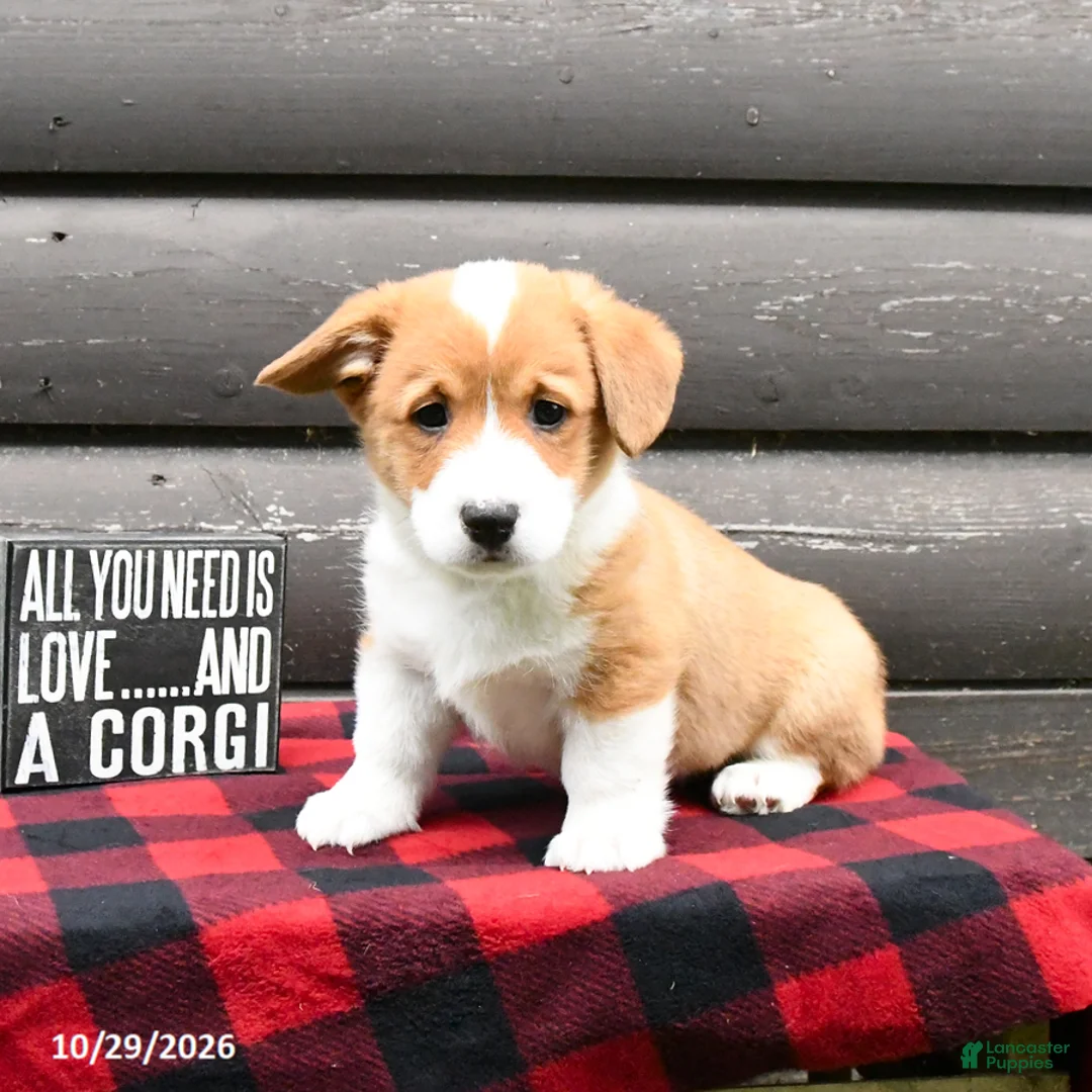 Welsh Corgi Pembroke dogs for sale: Merle - Ad 2